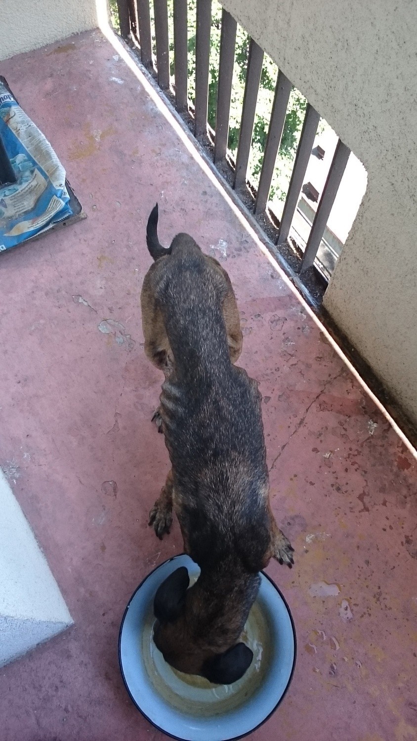 Zagłodzony pies na Dąbrowie. Animal Patrol odebrał właścicielce suczkę. Ważyła 11 kg [ZDJĘCIA, FILM]
