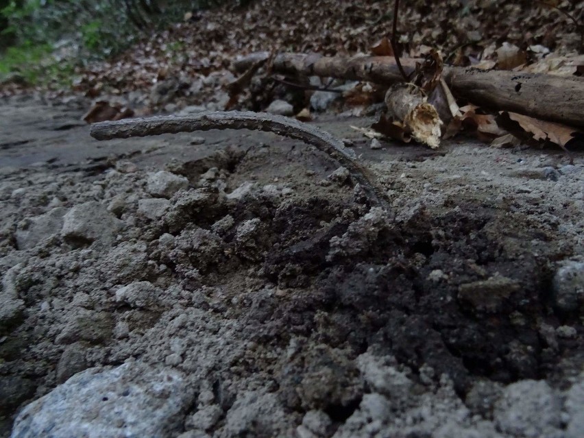 Po naszej interwencji: Sprawdzą leśne drogi