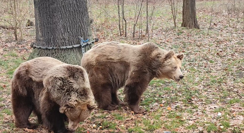 We wrocławskim zoo niedźwiedzice wyszły na wybieg, pomimo...