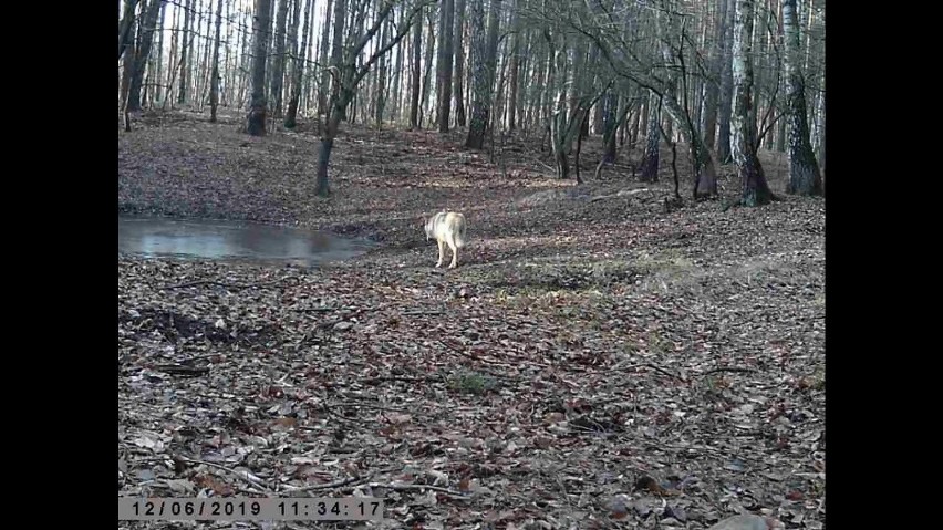 To też ujęcia wilka w Puszczy Zielonce, ale z początku...