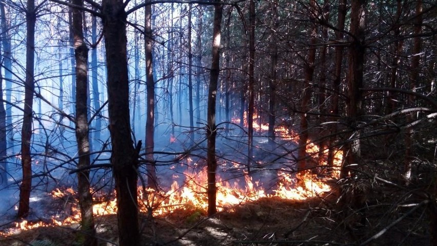 Do gaszenia pożaru lasu sprowadzono samolot gaśniczy.