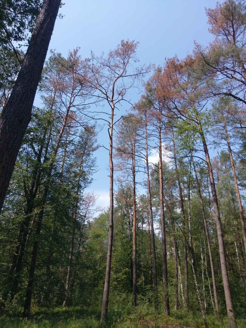 Fatalne skutki gradobicia w lasach w okolicach Oleszyc. Około połowa sadzonek w szkółce jest zniszczona [ZDJĘCIA] 