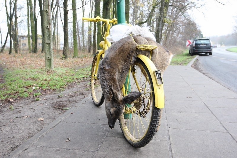 Wiózł rowerem martwą sarnę