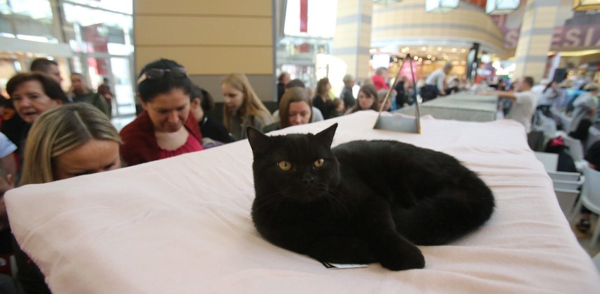 Pokaz Kotów Rasowych odbył się w Silesia City Center w...
