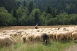Owce i bydło w Magurskim Parku Narodowym. Wypas łąk odbywa się w ramach zabiegu ochronnego [ZDJĘCIA, WIDEO]