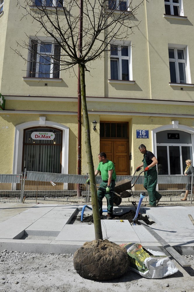 Sadzenie drzew na ul. 3 Maja w Rzeszowie.