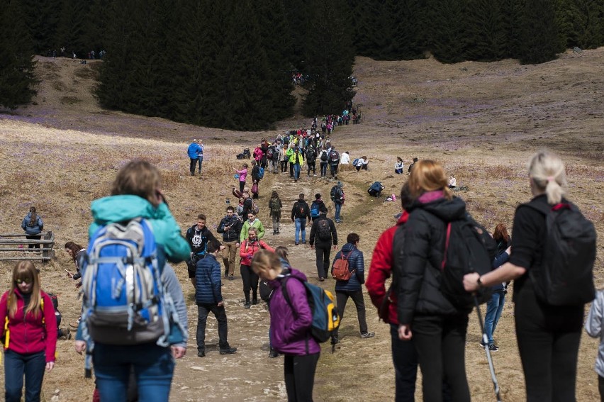 Tatry. Policja ostrzega: nie ma wyjazdu na krokusy w tym roku 5.04.