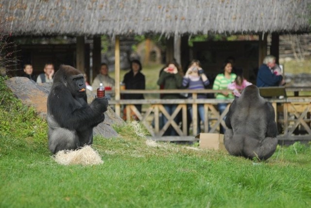 Goryle w opolskim ogrodzie zoologicznym.