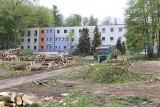 Wycinka drzew przy w Chorzowie - pod topór trafi 900 drzew obok Parku Śląskiego? Deweloper znalazł sposób na wycinkę przy ul. Targowej