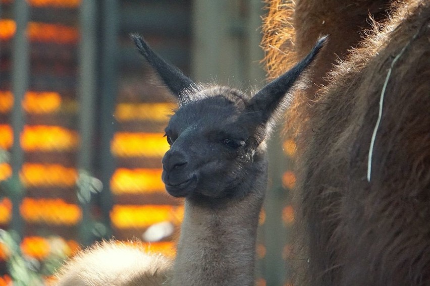 Lamy na wybiegu we wrocławskim zoo