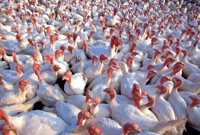 Ptasia grypa znów w polskich hodowlach
