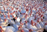Stało się! Ptasia grypa znów w Polsce i to na dużych fermach indyków. 140 tys. ptaków do wybicia