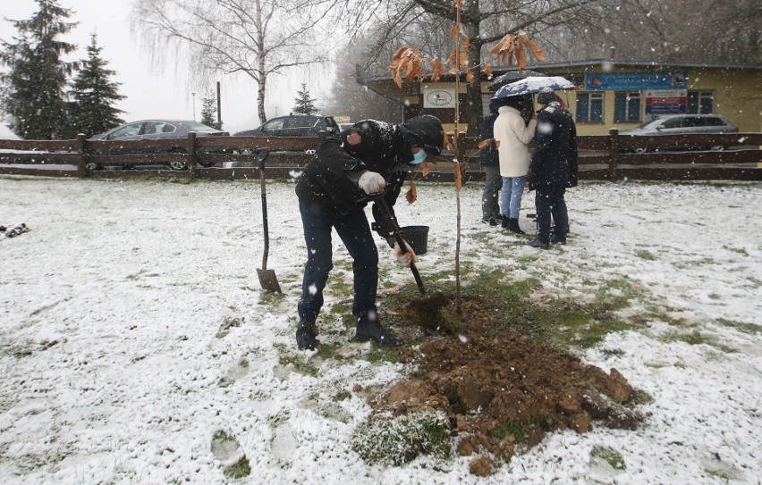 Dąb pamięci upamiętniający powstanie obozu pracy na Lisiej...