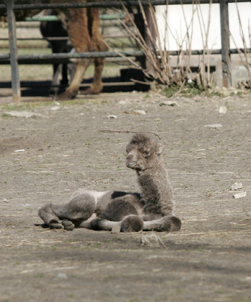 Śląski Ogród Zoologiczny