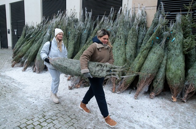 W tej chwili sprzedaż choinek prowadzą już niektóre dyskonty, hipermarkety spożywcze i niektóre sklepy z materiałami budowlanymi. Najdroższa jest jodła kaukaska, wysokości 300-350 cm, żywa cięta, klasy premium