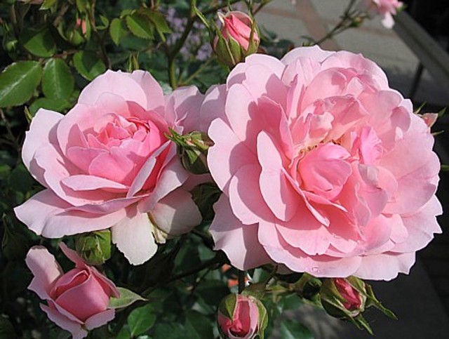 Jesienne róże odmiany BonicaJesienne róże właśnie w październiku kwitną najpiękniej. Na zdjęciu: odmiana róży o nazwie Bonica.