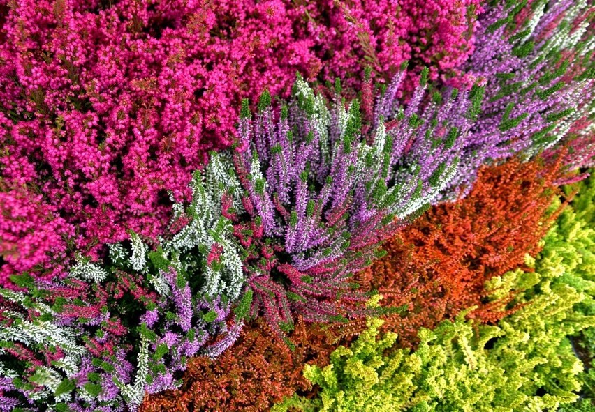 Piękne kolorowe wrzosy i wiele innych roślin sprawią, że...