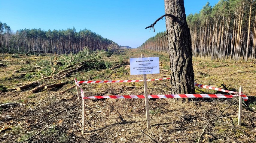 Po wycince pasa drzew w Puszczy Bydgoskiej pod budowę trasy...