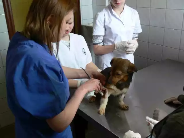 Psy w schronisku Green House będą mogły liczyć na fachową opiekę lek. wet. Moniki Chojnowskiej. W tym roku w zajęciach w schronisku uczestniczyli uczniowie Technikum Weterynaryjnego z Białegostoku.