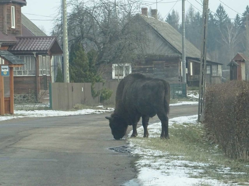 Żubr wyszedł z puszczy i spacerował po wsi Budy. Niecodzienne spotkanie z królem puszczy