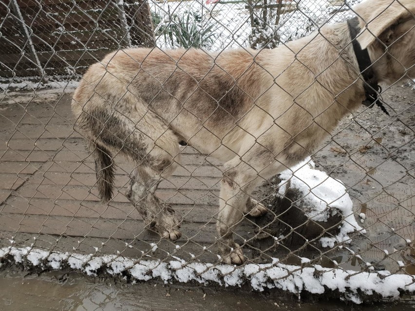 Gmina Tczew: pies ze złamaną nogą cierpiał przez kilka lat! Odebrali go „animalsi” [ZDJĘCIA] 