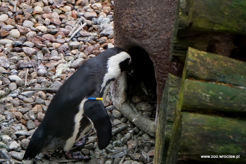 Dziś święto pingwinów we wrocławskim ZOO     