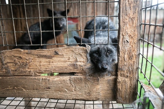Kilkadziesiąt zwierząt zostało zabitych i ułożonych w klatkach, a kilkadziesiąt kolejnych, jeszcze żywych lisów i dwa jenoty, było zamkniętych w klatkach.