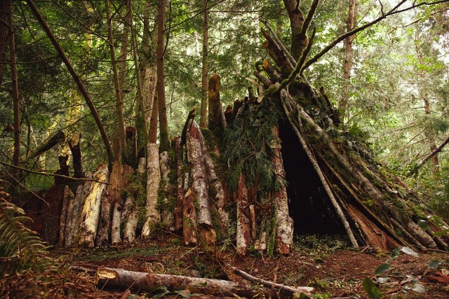 Jak Amerykanie chcą przetrwać kryzys klimatyczny? Ucząc się podczas kursów organizowanych w lesie, jak na przykład zbudować namiot z gałęzi i liści