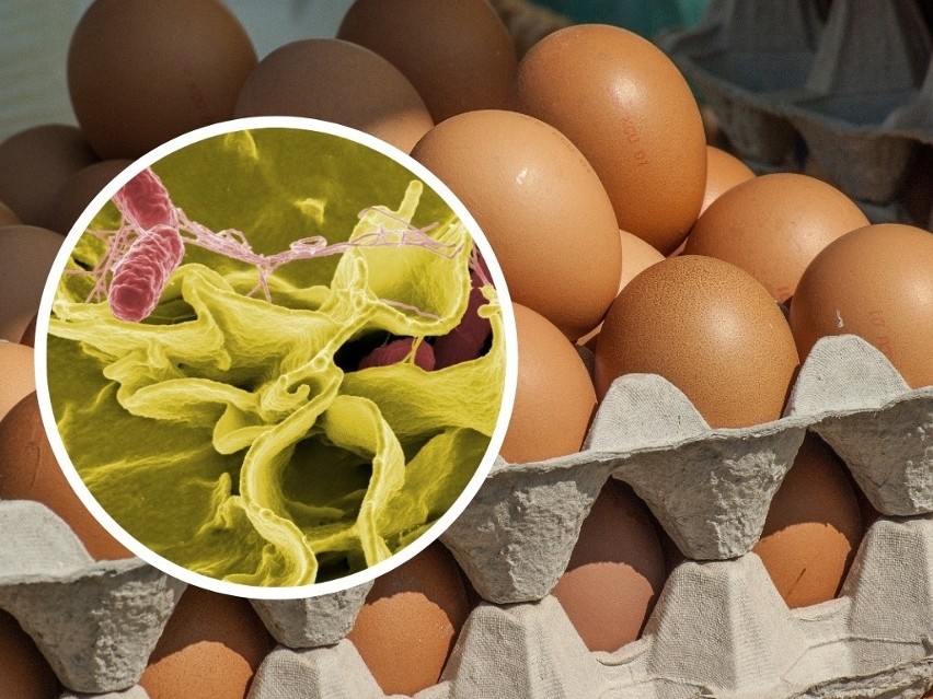 Salmonella jest odpowiedzialna za większość zatruć...