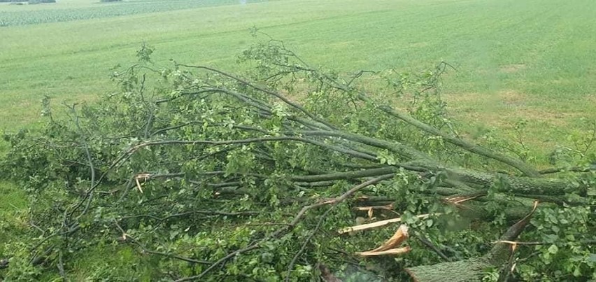 Burza przeszła nad powiatem ostrołęckim. Strażackie interwencje m.in. w gminach Goworowo i Myszyniec, 23-24.06.2021 r.