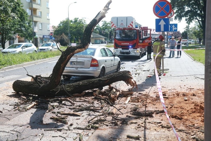 Wielkie spróchniałe drzewo runęło na jezdnie na Kromera. O krok od tragedii