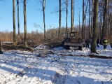 Wypadek w lesie pod Wołczynem. 39-letni pracownik ranny. Konar spadł na maszynę, którą obsługiwał mężczyzna