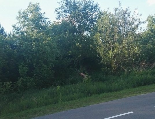 Mężczyzna uciekał w krzaki. Miał na sobie niebieską czapkę.