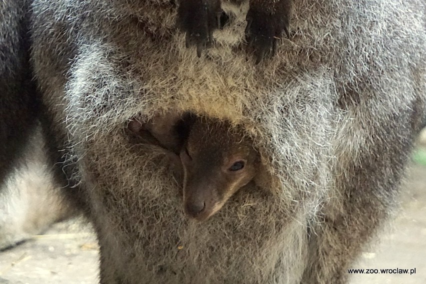 Kangury zwiastują wiosnę? W zoo powiększyła się ich rodzina