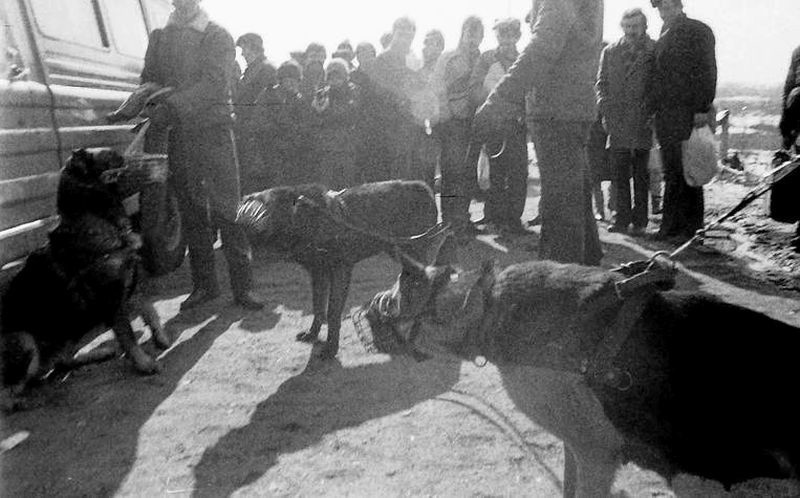 Nielegalne walki psów, nazywane dziś „psim wrestlingiem”,...