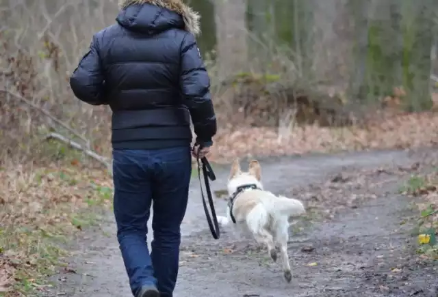 Wypadnięcie gałki ocznej u psa to problem, który dotyka ras brachycefalicznych, czyli tzw. krótkoczaszkowych. Niewiele osób decydując się na posiadanie pupila tej rasy zdaje sobie sprawę z zagrożenia i nie wie, jak się zachować, gdy pojawi się ten problem.ZOBACZ RASY, U KTÓRYCH POJAWIA SIĘ TEN PROBLEM