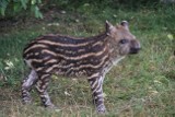 Poznań: Mały tapirek Pocahontas w Nowym ZOO [FILM]