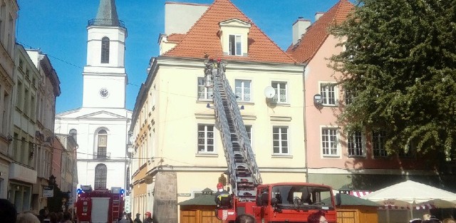 Akcja strażaków miała miejsce w poniedziałek, 11 września, w centrum Zielonej Góry. Na dachu jednej z kamienic na rynku pojawił się… pies. - Dostaliśmy zgłoszenie o psie, który siedzi na dachu kamienicy na starówce – mówi mł. bryg. Ryszard Gura, rzecznik zielonogórskich strażaków. Na miejsce pojechał wóz z drabiną. Na dachu kamienicy faktycznie był niewielki pies.Zwierzak w każdej chwili mógł spaść. – Ludzie na dole rozciągnęli niewielką płachtę na wypadek gdyby zwierzak spadł z dachu – mówi mł. bryg. Gura. W tym czasie strażacy w koszu na podnośniku zbliżali się do psiaka.Zwierzak miał wielkie szczęście. – Udało się go bezpiecznie ściągnąć na dół. Piesek był wdzięczny za ratunek – mówi mł. bryg. Gura. To najprawdopodobniej zwierzak, który wyszedł z jednego z mieszkań na poddaszu.Zobacz też wideo: Strażacy ratowali płetwonurka w GorzowiePrzeczytaj też:  Strażacy z OSP Bogdaniec ratowali... krowę. Zwierzę utknęło w rowie [ZDJĘCIA]