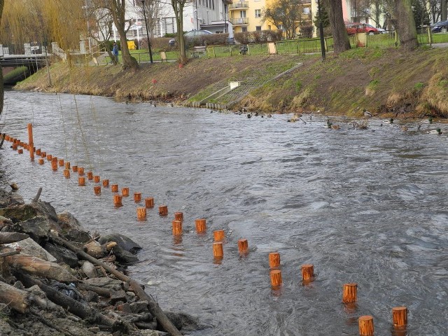 Umocnieniem brzegów rzeki Łeby rozpoczęto pierwszy etap prac przy przebudowie lęborskich bulwarów.