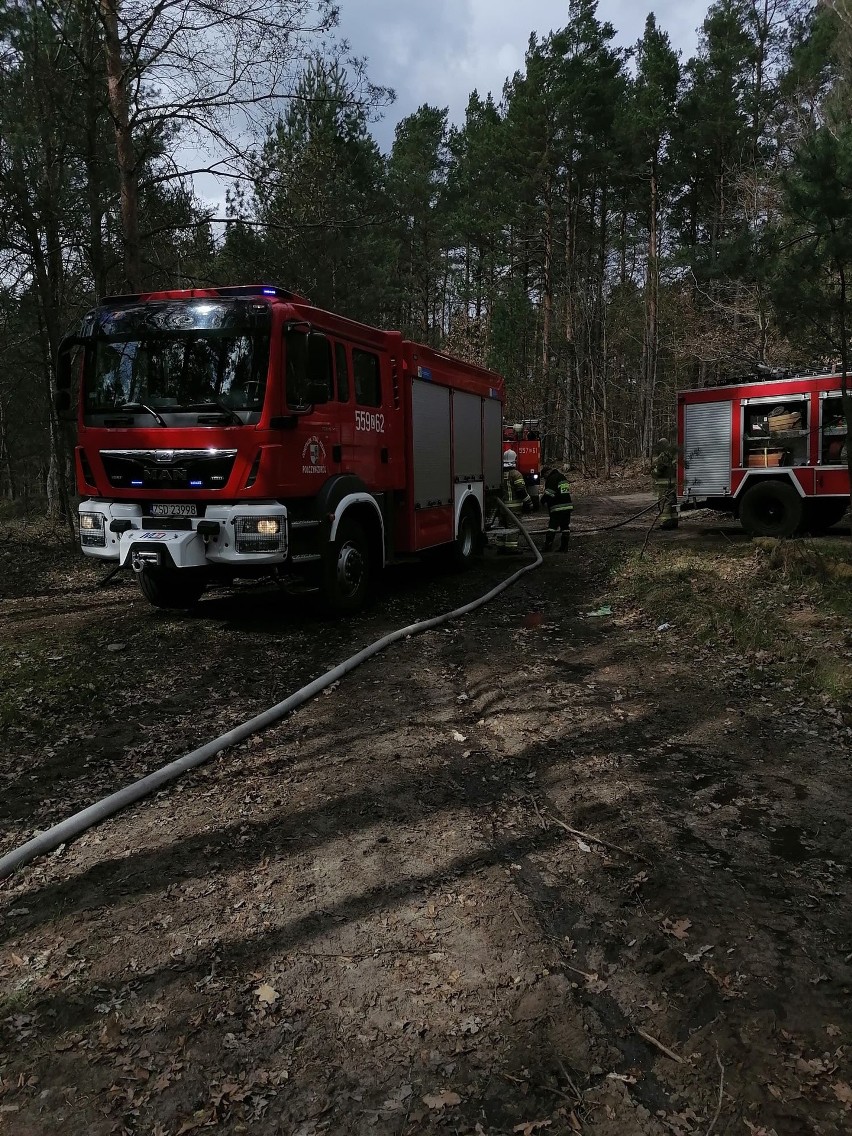 Pożar poszycia leśnego w Kołaczu