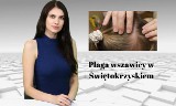 WIADOMOŚCI ECHA DNIA. Plaga wszawicy w Świętokrzyskiem