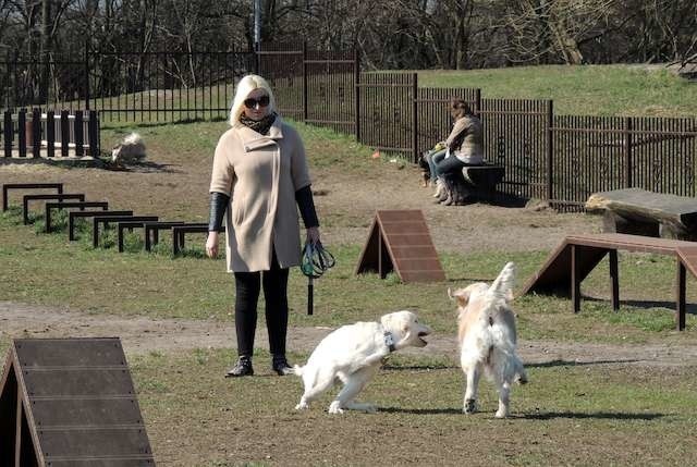 Jeden z siedmiu miejskich wybiegów dla psów zlokalizowany jest w Toruniu przy ulicy Niesiołowskiego. Wkrótce powstaną kolejne
