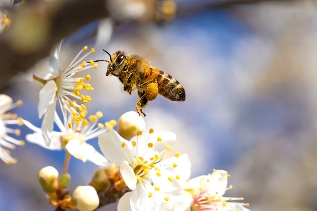 Pszczół jest w naszym otoczeniu coraz mniej. Musimy je chronić.