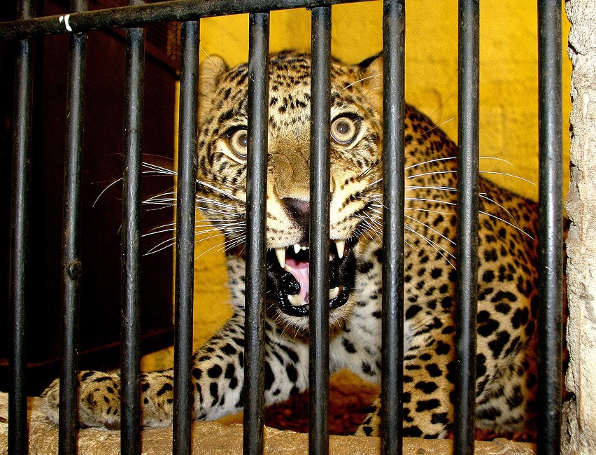 W ogrodzie zoologicznym w Zamościu zamieszkał Ksawery