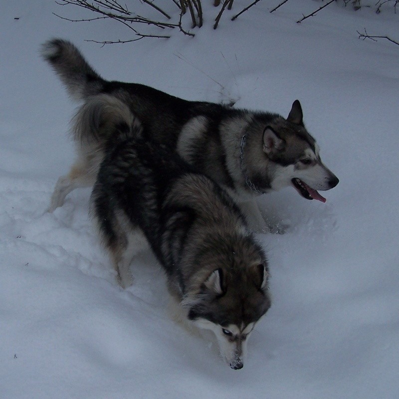 Zaginęły dwa psy husky - Tenero i Czita