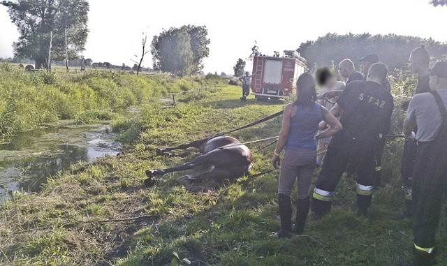 Strażacy ochotnicy z Witnicy i zawodowcy z Gorzowa ratowali konia, który wpadł do kanału i ugrzązł w mule. Liczyła się każda minuta.Do zdarzenia doszło w niedzielę, 24 lipca, około godz. 18.00 w rejonie Witnicy pod Gorzowem. Koń wszedł do kanału i ugrzązł. Nie miał żadnych szans na samodzielne wydostanie się z pułapki. Pod swoim ciężarem grzązł coraz głębiej w miękkim dnie. Czasu było bardzo mało.Na miejsce wezwano strażaków zawodowych z Gorzowa, przejechali również ochotnicy z Witnicy. Założyli na konia specjalne szerokie pasy, dzięki którym mogli go powoli wyciągnąć na brzeg. Zwierzę zostało uratowane.Przeczytaj też:   Gorzów: w poniedziałek w mieście zaczyna się drogowy kocioł