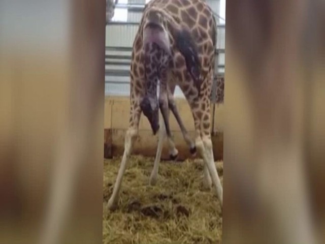 Zoo w Wielkiej Brytanii wzbogaciło się o małą żyrafkę
