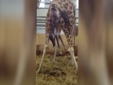 Narodziny żyrafy w zoo w Paignton [wideo]
