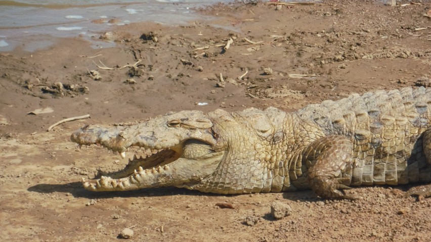 Burkina Faso, Sabou, święte krokodyle