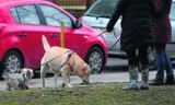 Trawniki i ulice upstrzone są psimi odchodami! W całym mieście stoi już 2.600 specjalnych pojemników!